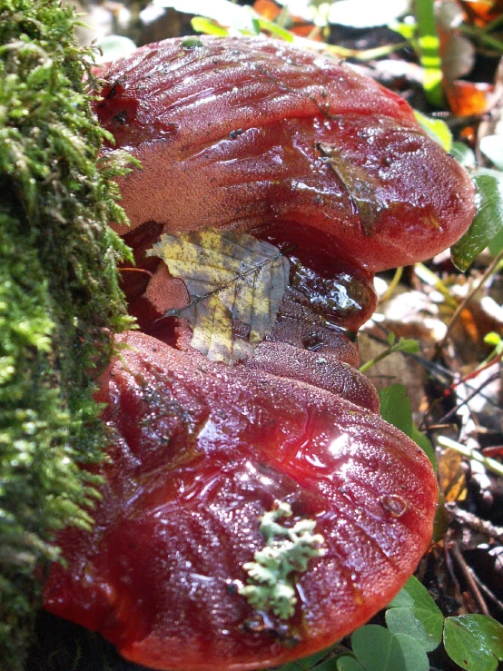 mushrooms in the forest covered in moss and brown lichen