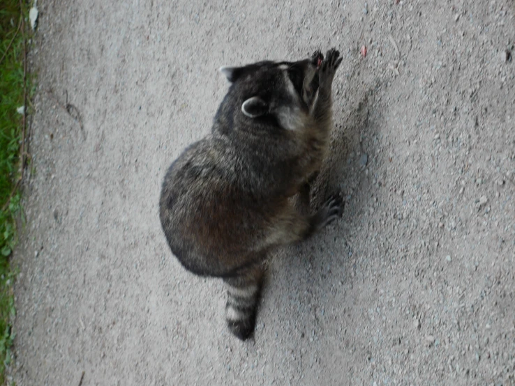 a small badger standing on top of a sandy ground