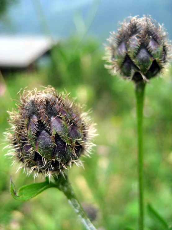 close up po of some purple flowers in the grass