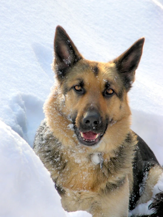 a dog on the snow smiling and enjoying the winter