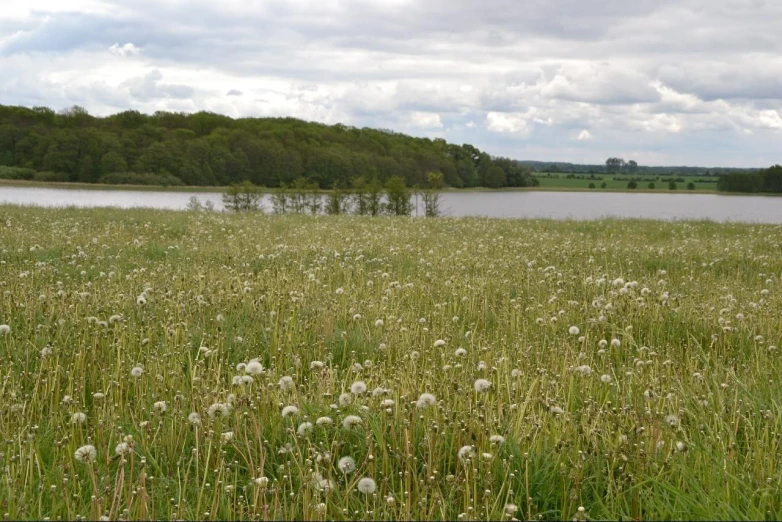 the grass is growing in front of the lake