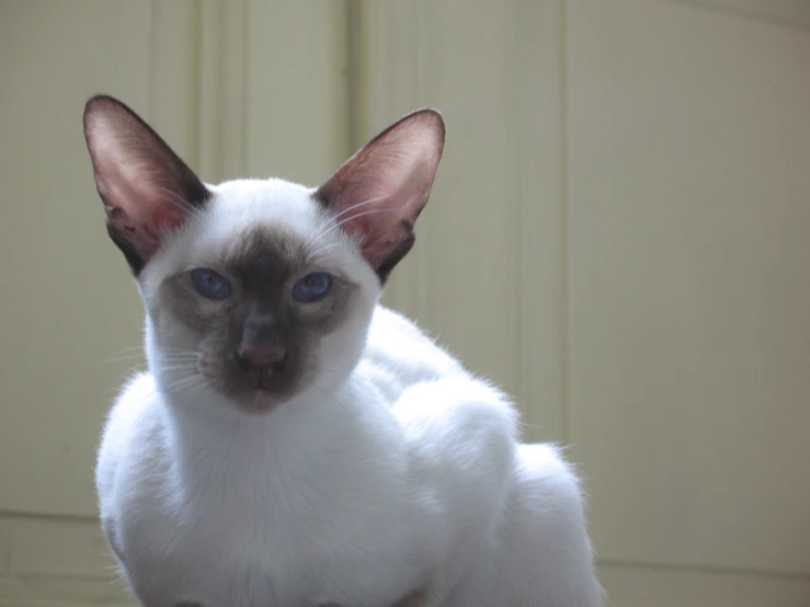 an angry white cat with blue eyes and ears