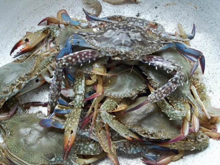 the ocean debris has blue crabs on them