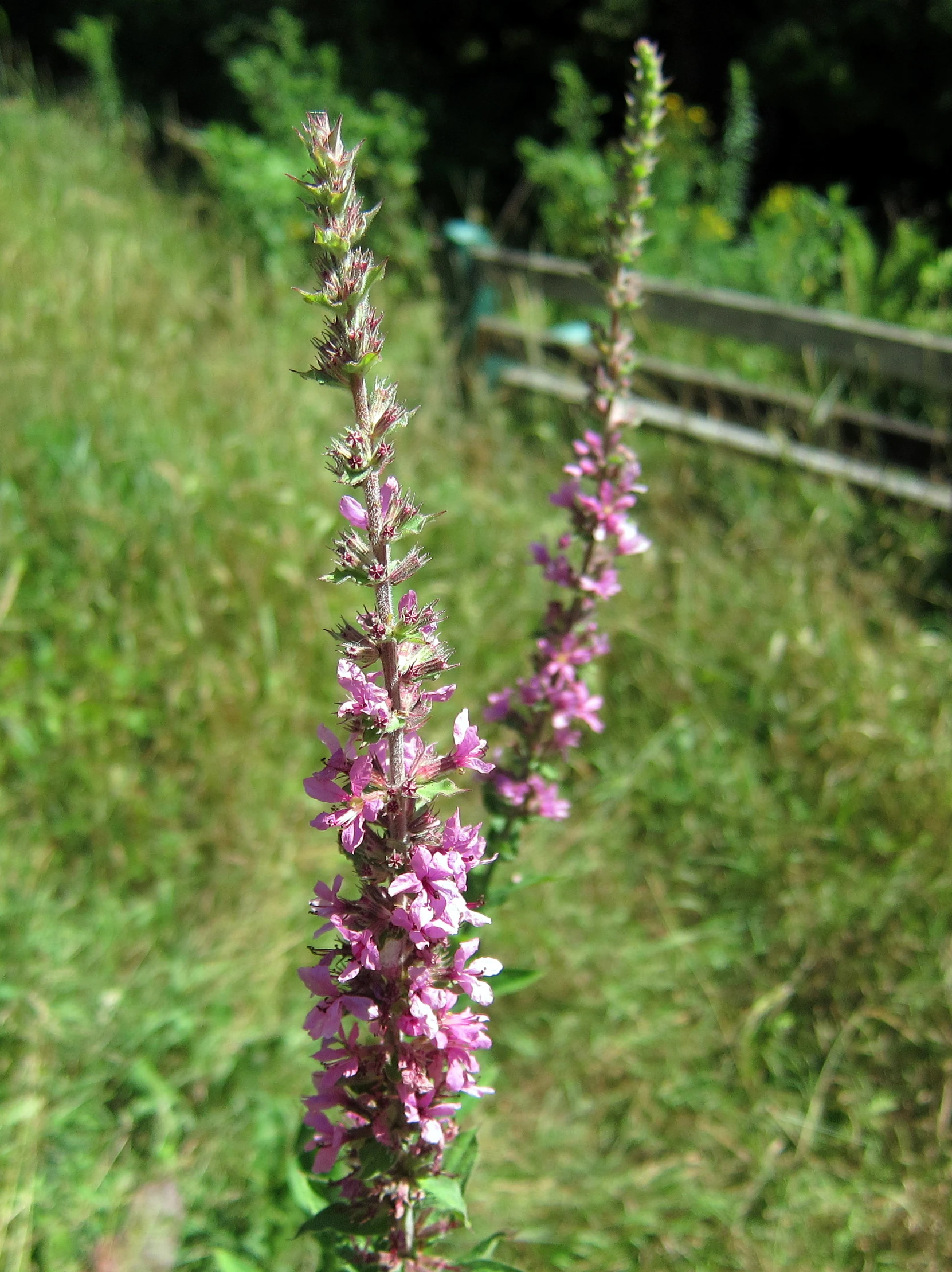 flowers blooming on a tall stalk with a bench in the background