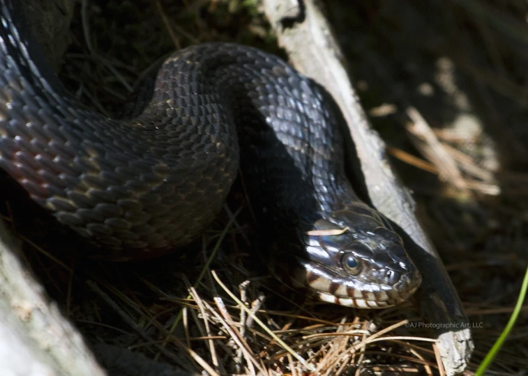 a dark colored snake laying on the ground