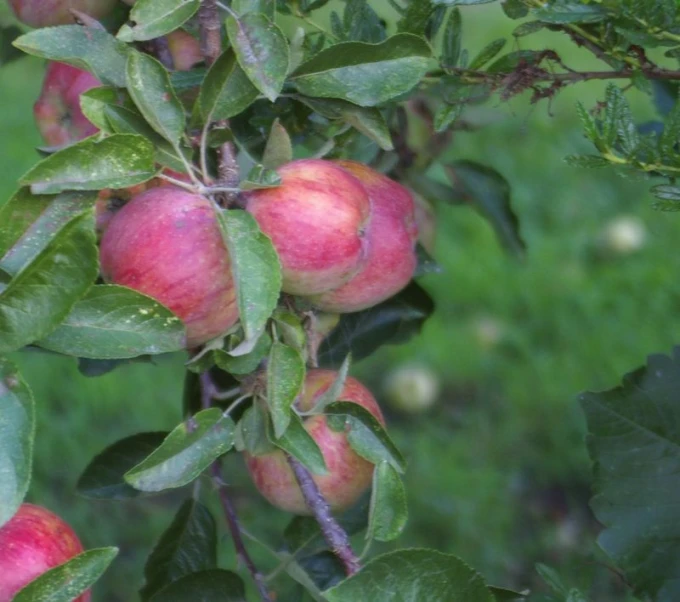 apples are still growing from the tree in an orchard