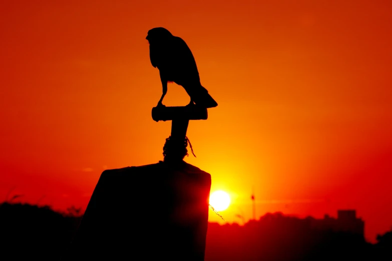 an owl on top of a post with the sun in the background