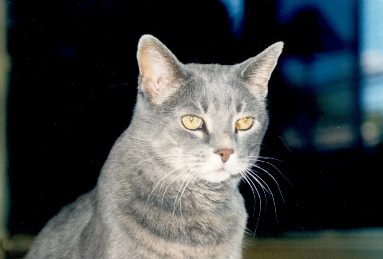 a gray cat sits inside the window sill of a home