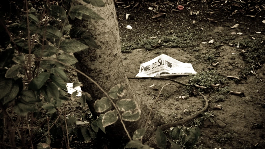 an old newspaper sitting next to a tree