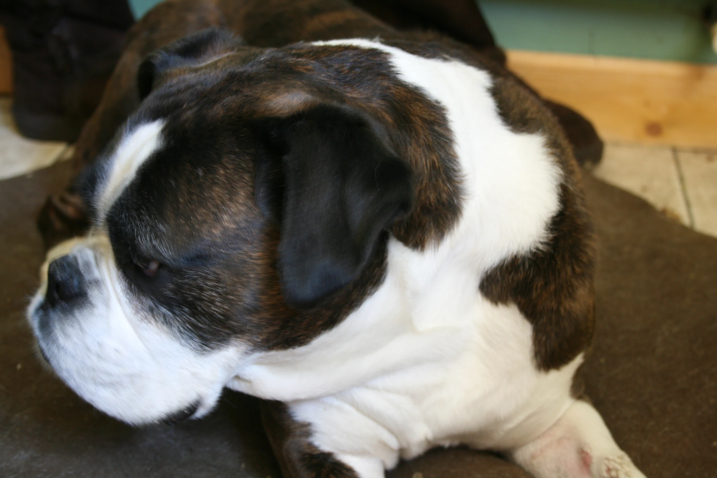 a close up of a dog laying down on the ground