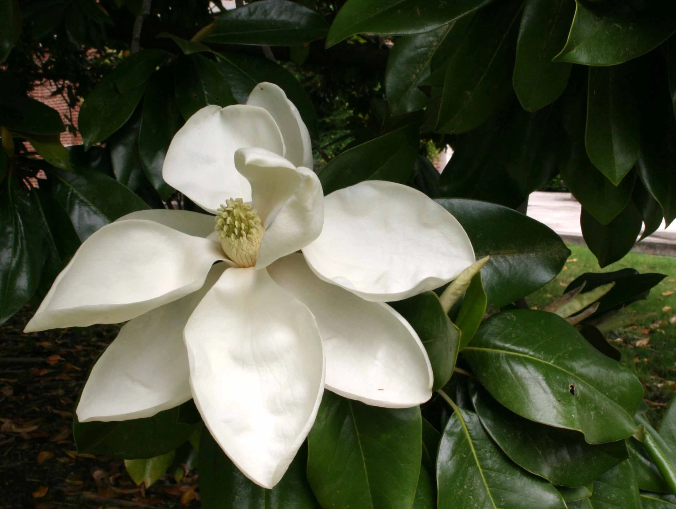 there is a white flower that is blooming on the tree