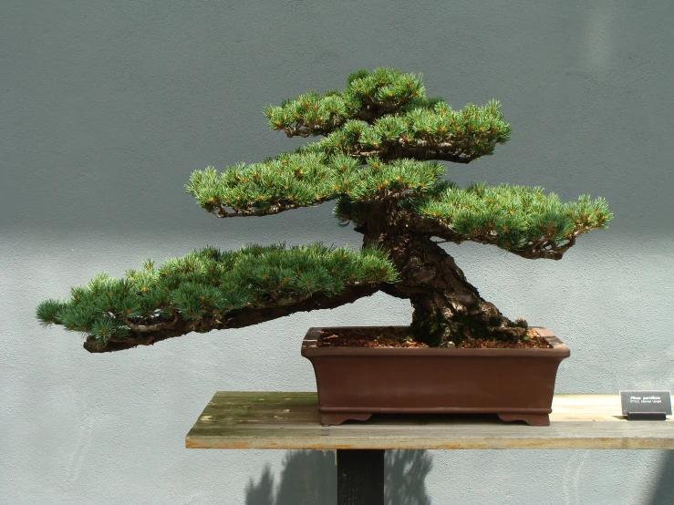 the bonsai tree is growing on the wooden table