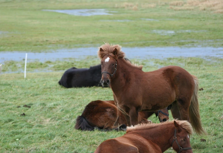 the three horses are in the pasture and one is laying down