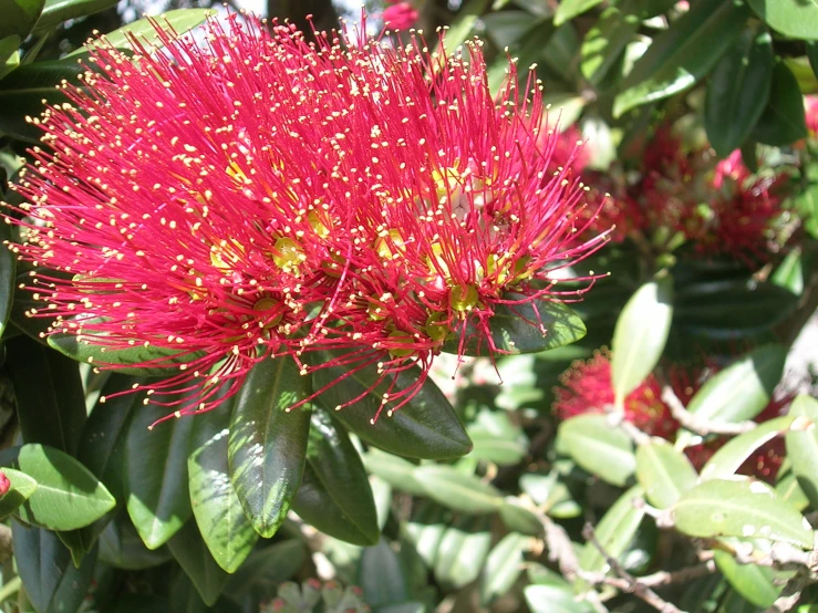 an interesting plant with bright red flowers in the sun