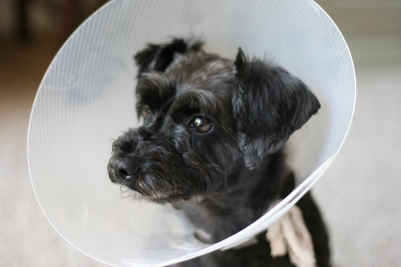 a black dog with white plastic on his head