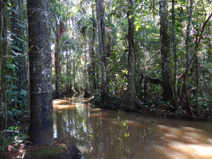 some water in the middle of some trees