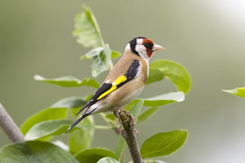 a yellow bird sitting on a nch with green leaves