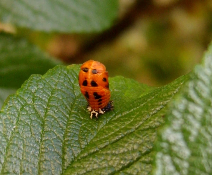 a lady bug on green leaf covered with water droplets