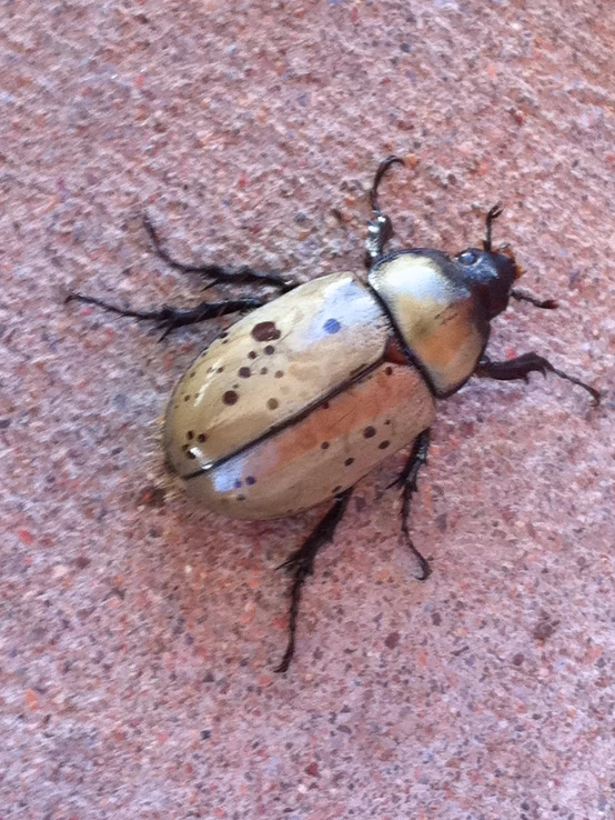 a big brown and white beetle sitting on top of a stone