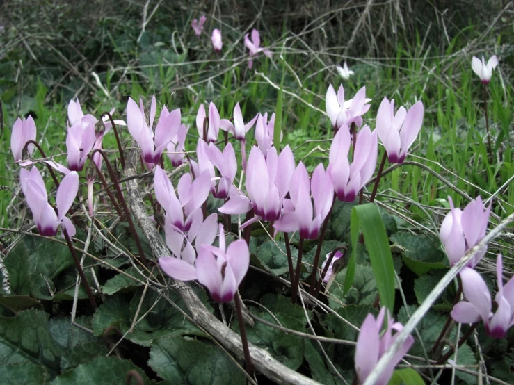 a large cluster of flowers growing out of the ground