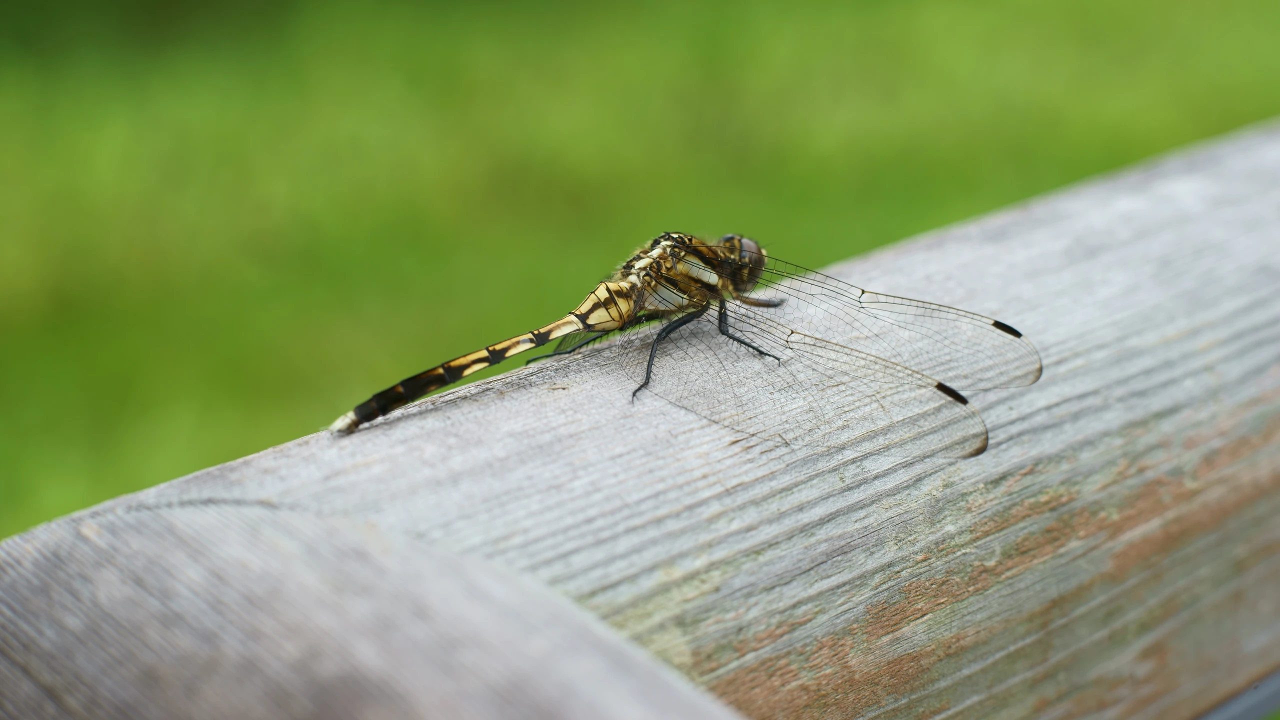 an insect resting on a piece of wood