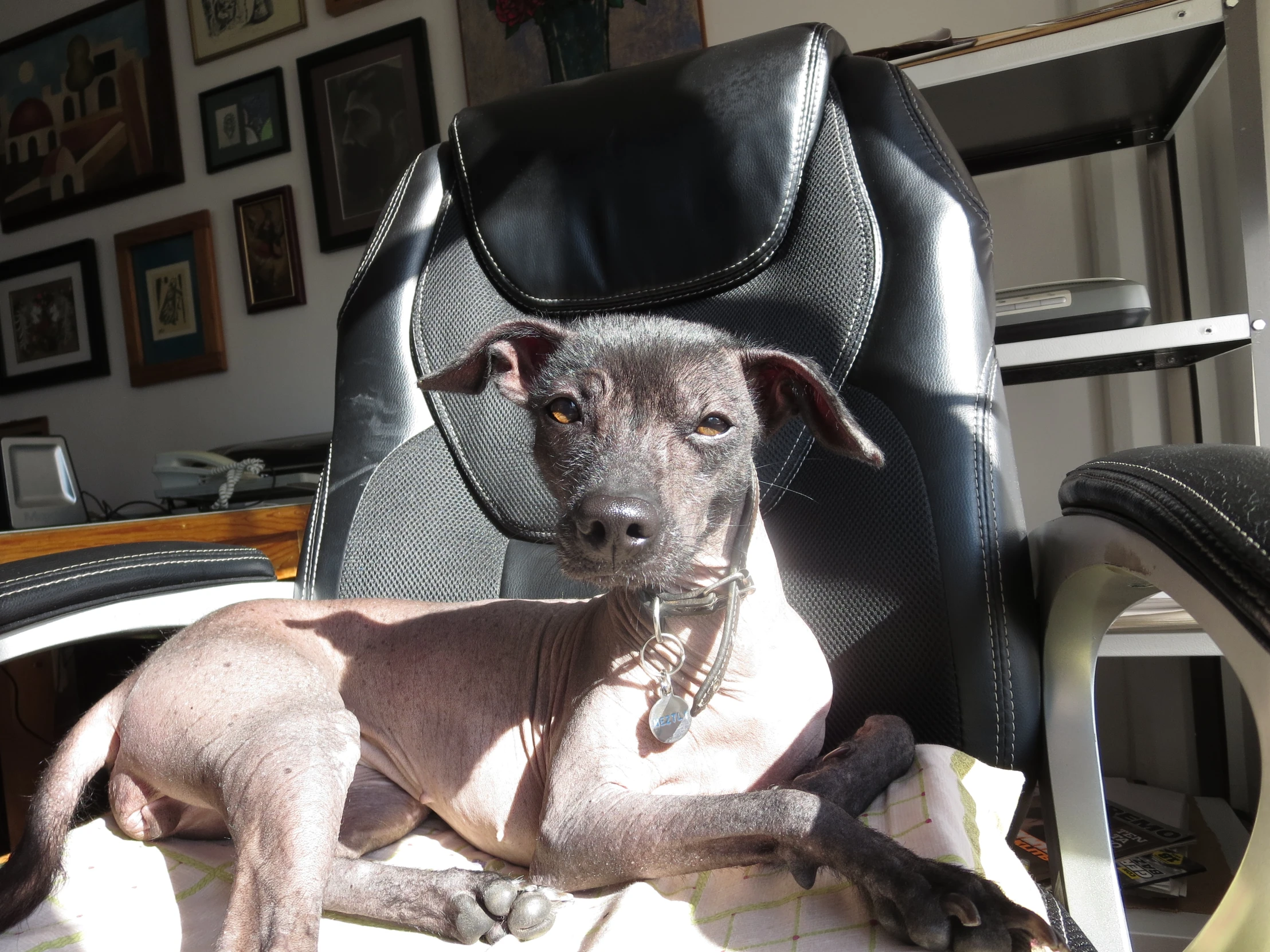 a gray dog laying in an office chair