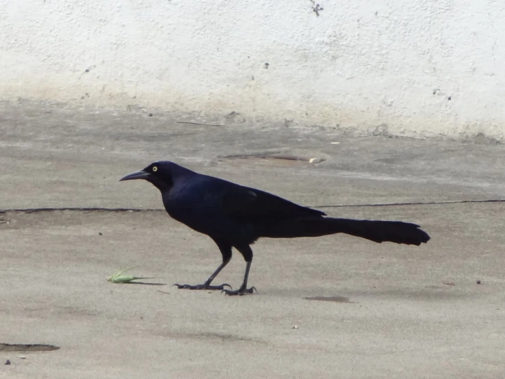 there is a black bird walking on the ground