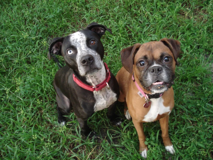 two small dogs sitting in the grass staring at soing