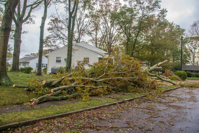 a tree has fallen across a residential street