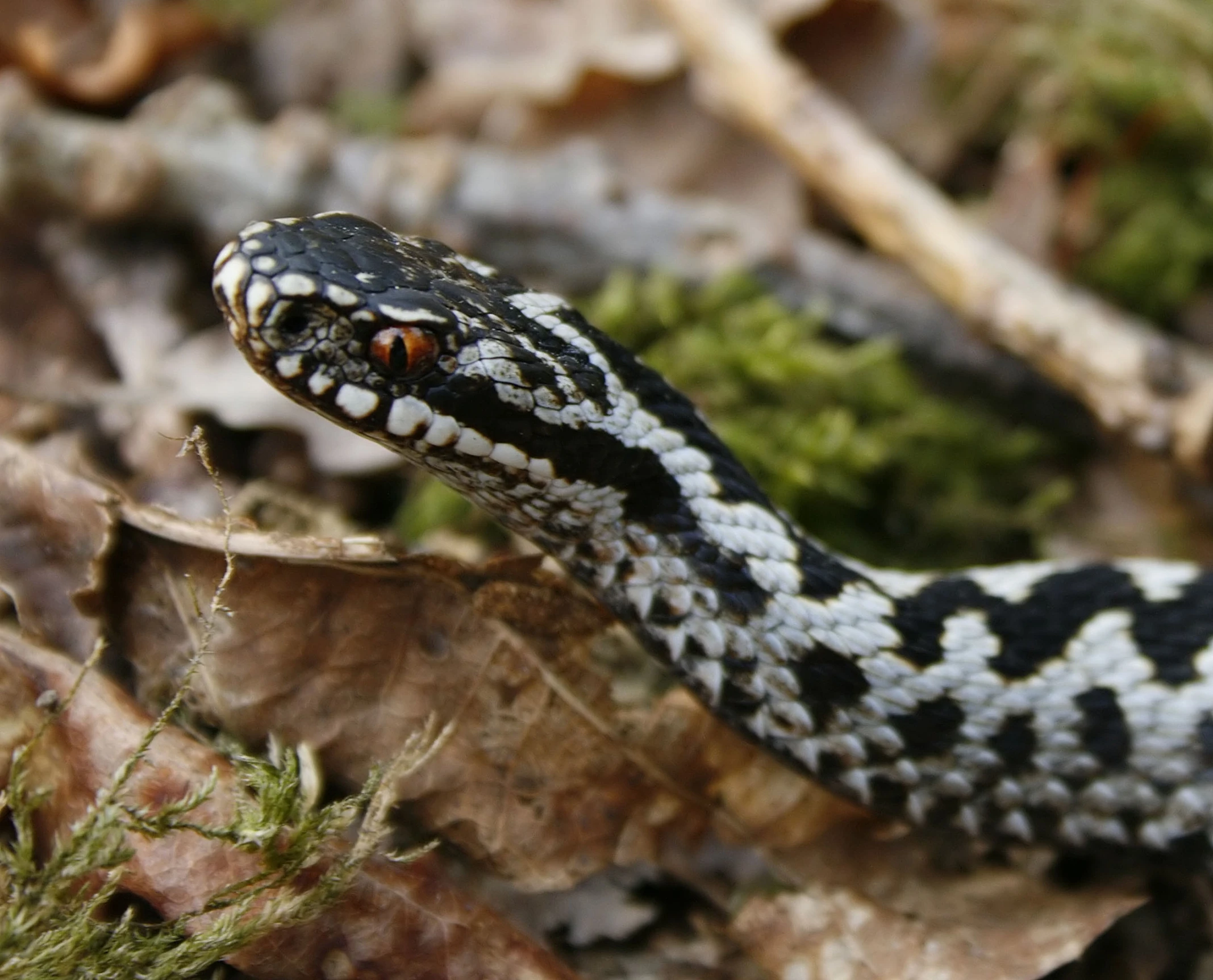 a black and white snake is on the ground