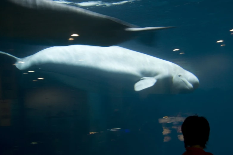 a woman watches the polar bear through glass at an aquarium