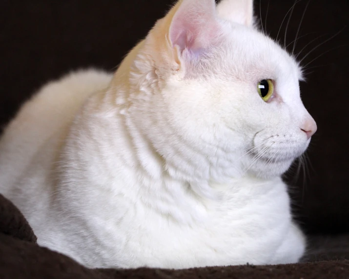 a white cat looking intently ahead from the camera