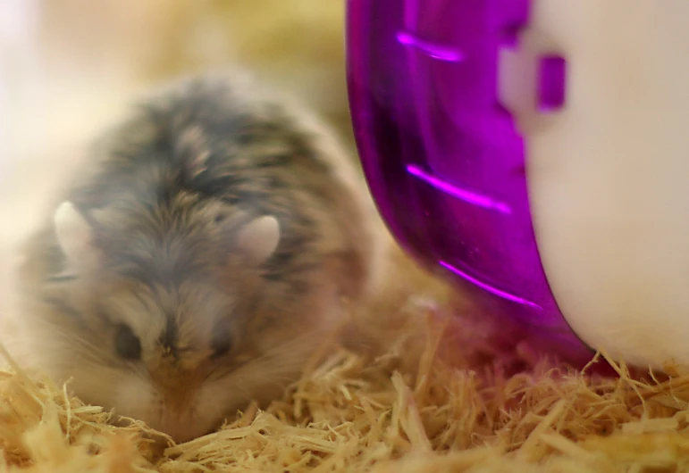 a small animal sitting inside of a purple egg