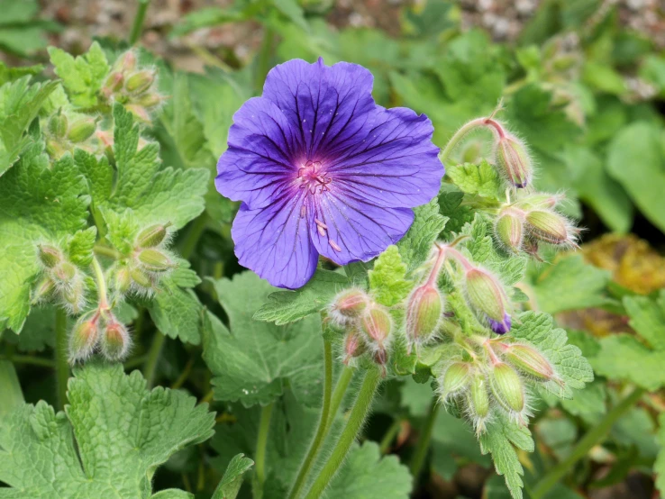 there are many flowers growing out of the dirt