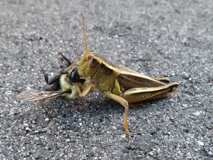 a close up of a bug on the ground