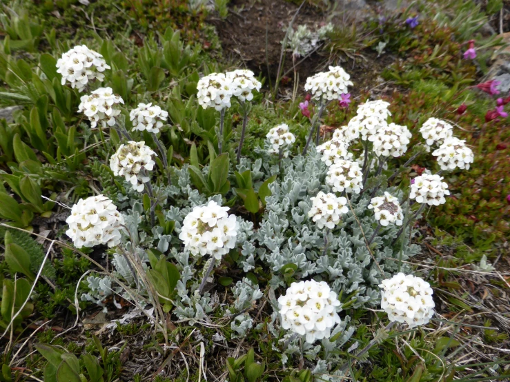 white flowers sitting in a field surrounded by wildflowers