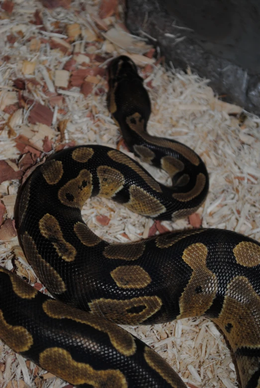 an image of a large snake in the middle of shredded up material