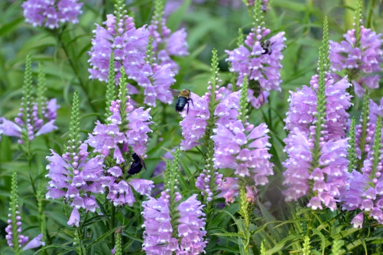 a bunch of purple flowers that are blooming