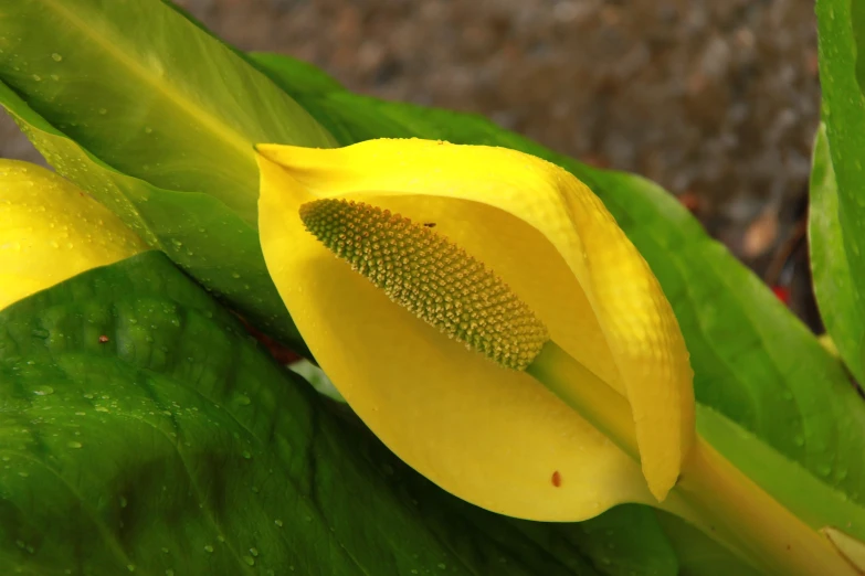 a yellow flower in full bloom near a leaf