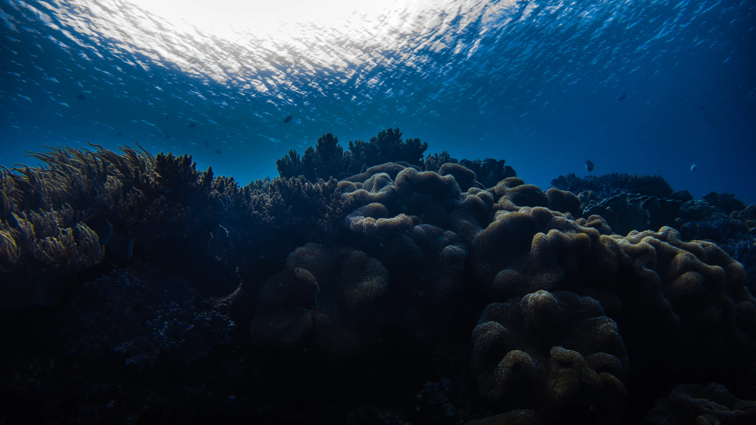 an ocean floor with lots of algae and corals