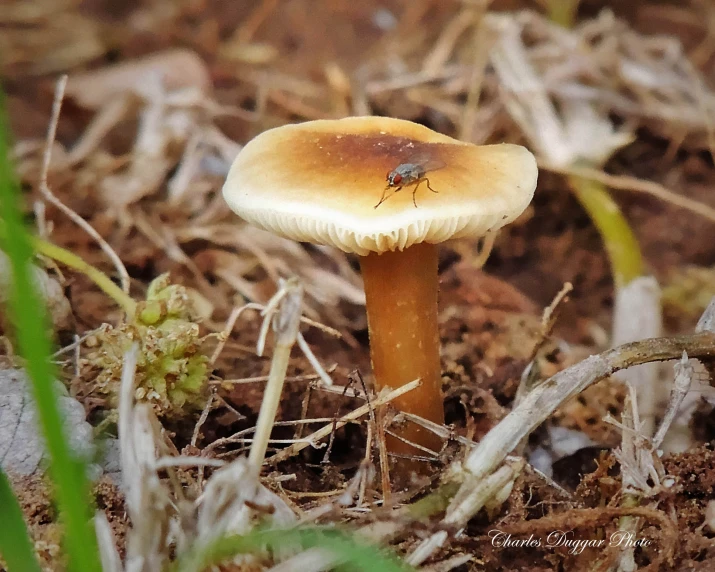 a yellow mushroom sits on the ground in the grass