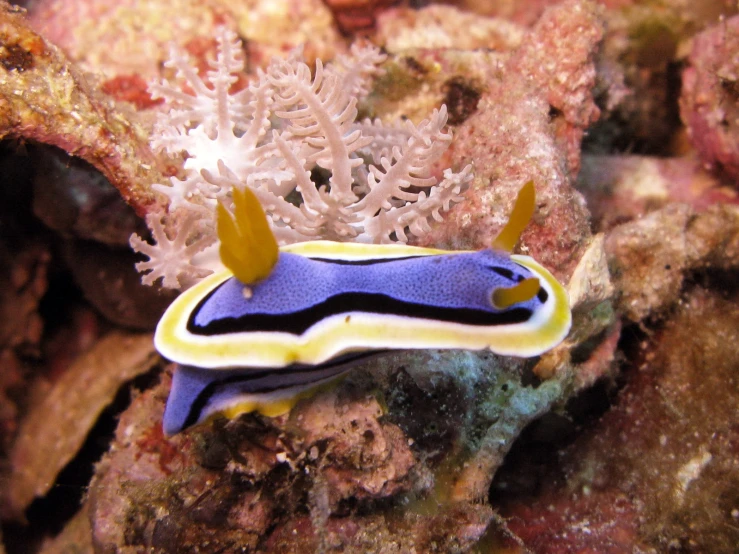 a blue and white striped sea slug sits in the middle of some sea coral