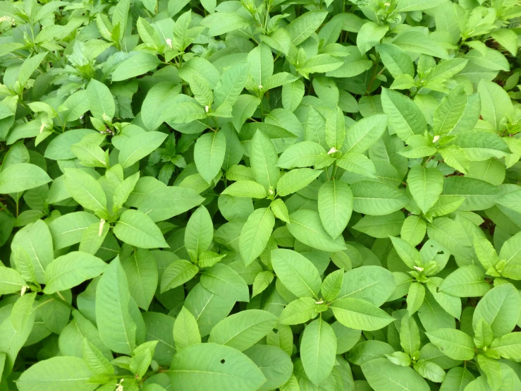 a green plant with leaves and droplets of water