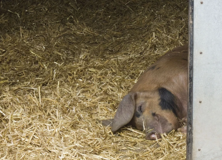 a baby pig lays down inside the barn