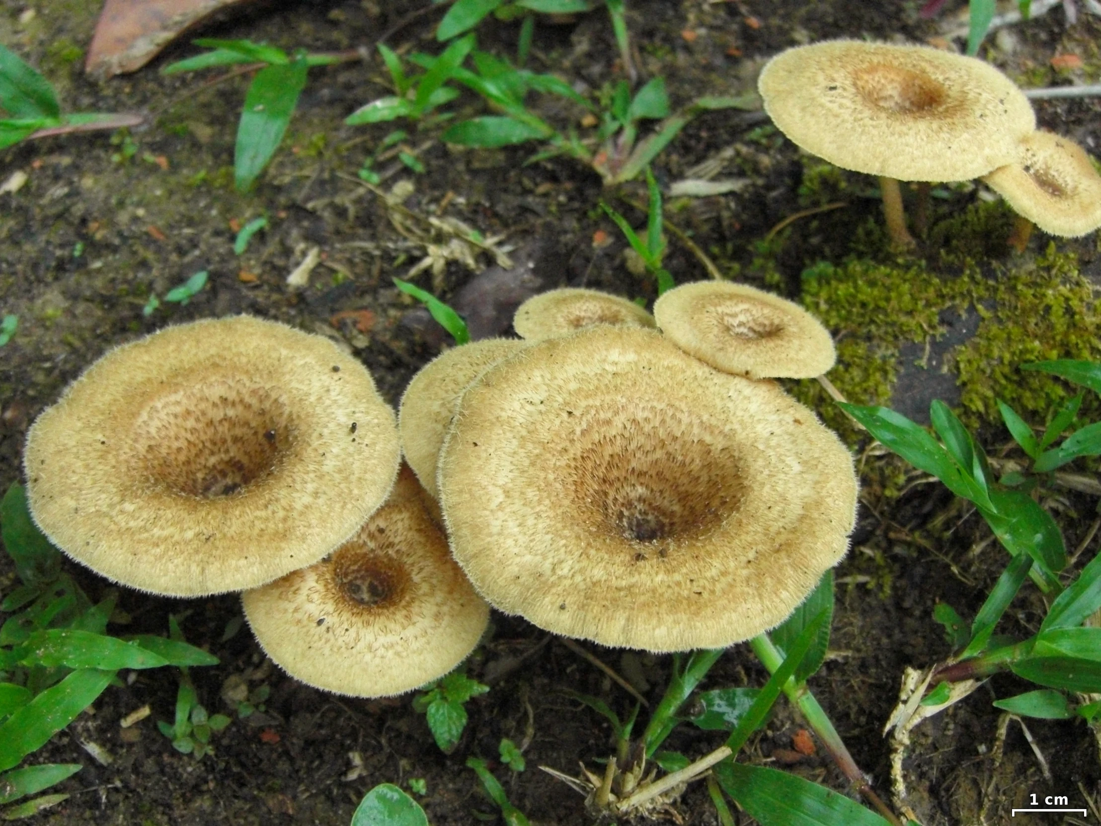 a group of mushrooms sit on the ground