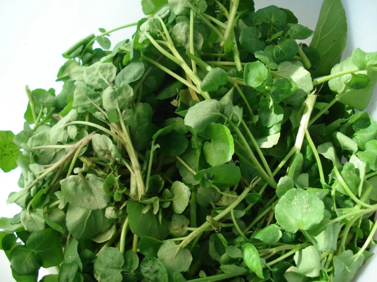 some greens that are growing on a white plate