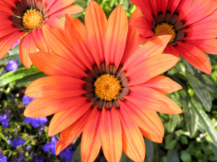 three orange flowers are in a garden