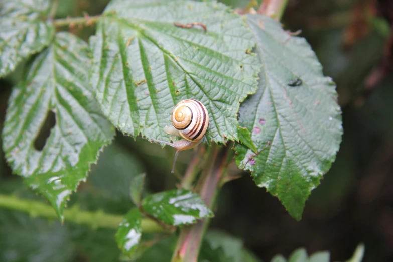 the snail is sitting on a large green leaf