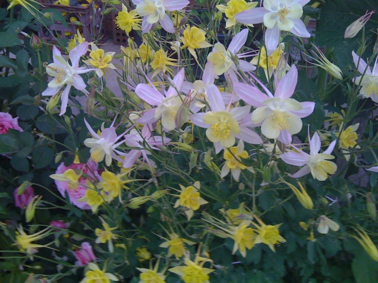 colorful flowers growing in a garden on top of green plants