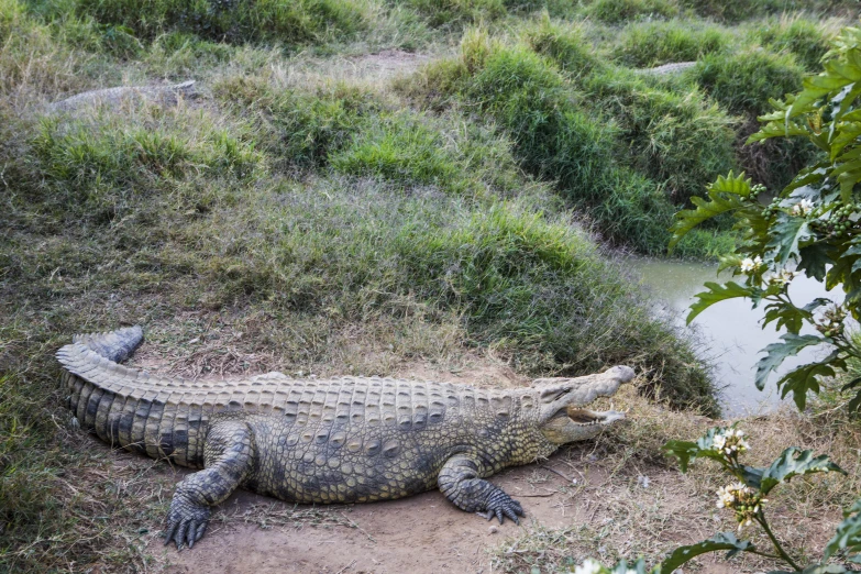 a large crocodile laying on the ground beside some water